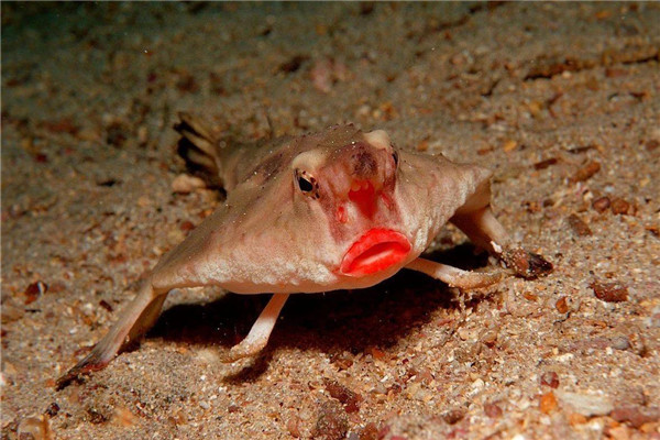 世界上最奇怪的动物 红嘴蝙蝠鱼有着红嘴唇很是性感