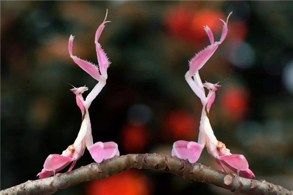 世界上最漂亮的螳螂 兰花螳螂（颜色鲜艳颜值超高）
