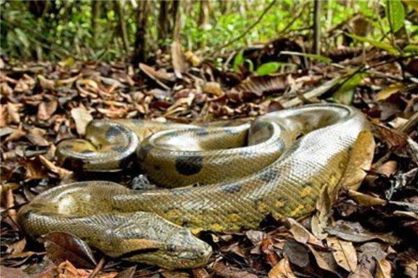 世界上最长的蛇有多长 亚马逊森蚺（食物链顶端存在）