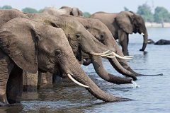 世界上最凶猛的大象 非洲象（成年雄性非洲象可达4米以上）