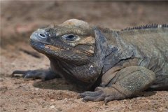 世界上最长寿的犀牛鬣蜥 共生存了69年相当神奇