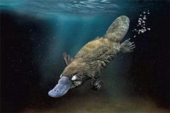 世界上最奇特的活化石 鸭嘴兽（几千年前就存在）