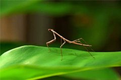 世界上最长的昆虫 竹节虫（虽然外表毫不起眼但是身体长）