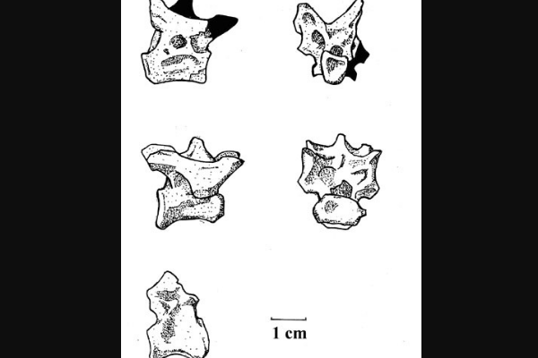 福左轻鳄龙:印度小型肉食恐龙(共4块化石/三块遗失)