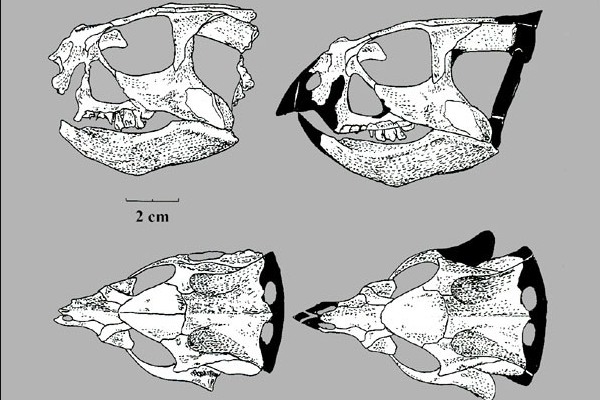 喇嘛角龙:蒙古小型植食恐龙(体长2米/带有三角头盾)