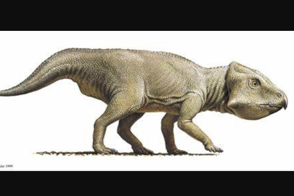 狼鼻龙:南非小型植食恐龙(体长仅2米/长有犬齿)