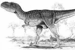 福左轻鳄龙:印度小型肉食恐龙(共4块化石/三块遗失)