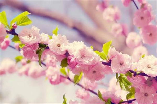 世界上十种最美的的花 牡丹花被誉为花中之王