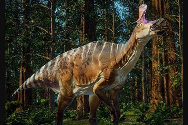 赖氏龙:北美大型恐龙(带有斧头状头冠/体长16米)