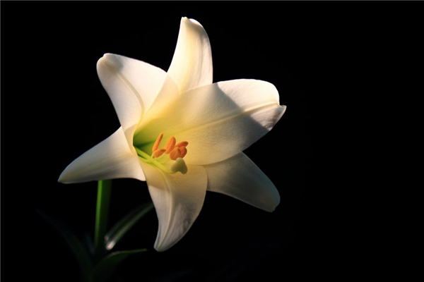 世界上十种最美的的花 牡丹花被誉为花中之王