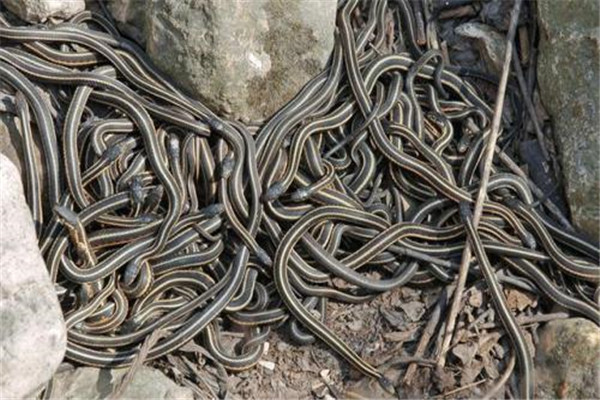 巴西蛇岛为什么那么多蛇 优越自然环境造就毒蛇王国