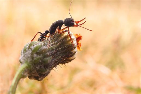 世界上攻击速度最快的动物 大齿猛蚁（被称逃跑高手）