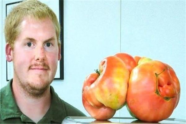 世界上最大的番茄 令人难以想象的巨大番茄（八斤重）