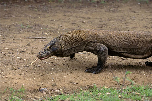 世界上最大的蜥蜴排名 科莫多龙巨蜥体长可2米多
