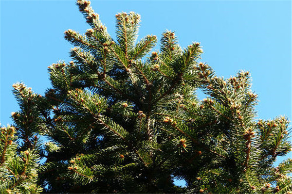 世界上树龄最老的树 欧洲云杉（树龄超过了9500年）