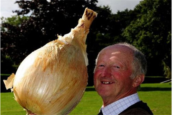 世界上最大的洋葱 由布鲁克的英格兰男子培育出来