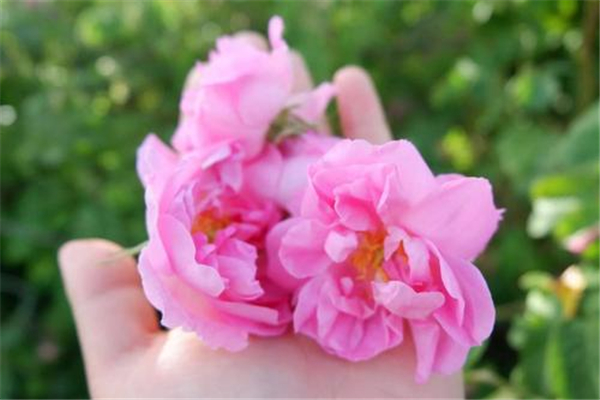 世界上十种最美的玫瑰花 路易斯雷爵女士以人命名