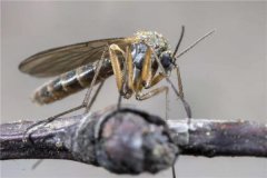 世界上毒性最强的蚊子 花斑蚊（不喜欢寒冷环境）
