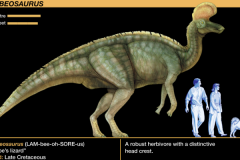 赖氏龙:北美大型恐龙(带有斧头状头冠/体长16米)