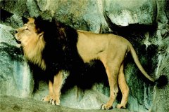 世界上最大的狮子 开普狮（身高一米多体长近四米）