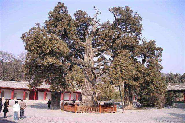 世界最美的十大名树 这些树历史很悠久外观也很美丽
