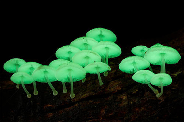 世界上十种最奇特的蘑菇 这些蘑菇很是独特引起热议