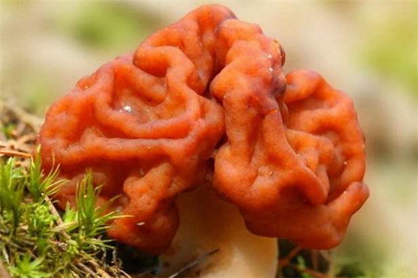 世界上十种最奇特的蘑菇 这些蘑菇很是独特引起热议