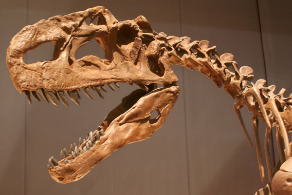 冠椎龙:欧洲中型植食恐龙(体长5米/颈椎骨突起)