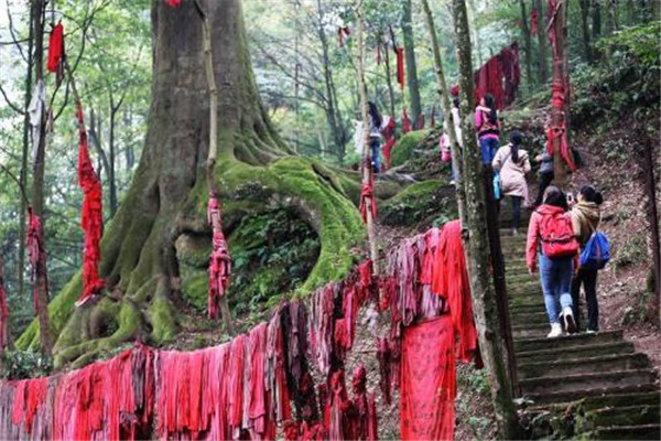 中国5棵最贵的树 分别都有着自己的意义所在（不能买卖）