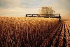 世界小麦产量排名 中国上榜美国平原地区多机械化高