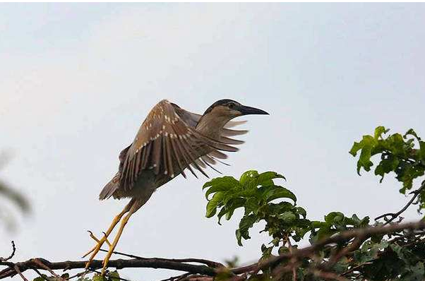 棕夜鹭：鸟类夜行者，全年繁殖(六大生态类群之一)