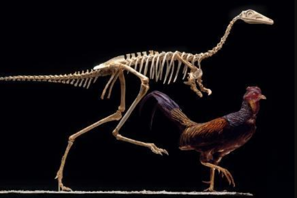 单爪龙:蒙古小型肉食恐龙(长1米/形似鸟类)
