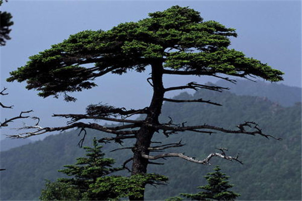世界上最坚贞的树 树中君子松树（很有象征意义）