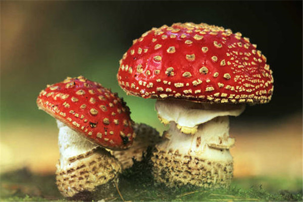 世界上最毒的十种蘑菇 毁灭天使菌有强大的毁灭性