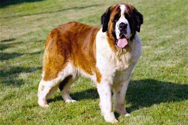 世界上最高大狗有哪些 大丹犬是世界上最高大狗之一