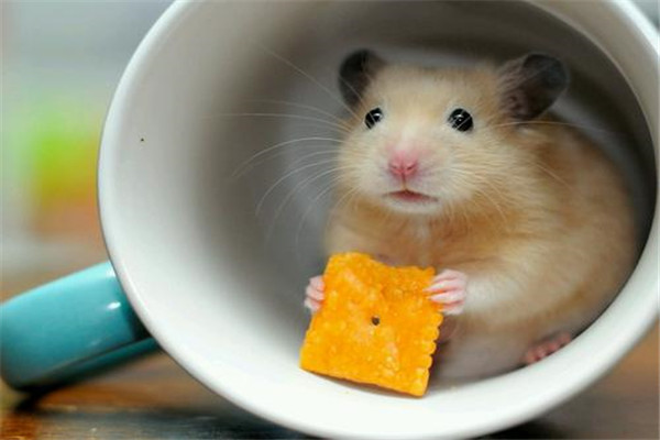 世界上最可爱的鼠类 小仓鼠（给人们生活带来了乐趣）