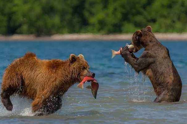 棕熊：陆地上第二重肉食动物，超老虎2倍(800公斤)
