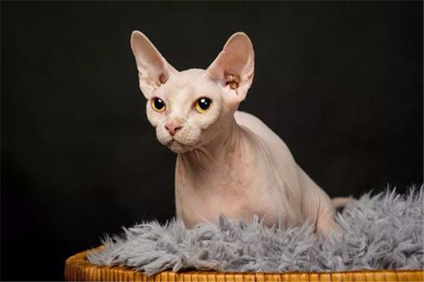 世界上最具个性的猫 加拿大无毛猫真的没有毛吗