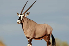 世界上最大的羚羊：身长三米，重达一吨(草原霸主)