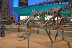 劳尔哈楼龙:唯一拥有植食胃石的肉食恐龙(多达32颗)