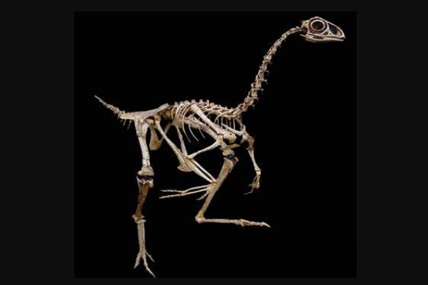 小猎龙:北美小型恐龙(长3米/被误认为长有硕大牙齿)