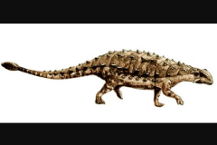 马里龙:蒙古大型甲龙类恐龙(仅出土颅骨/长6米)
