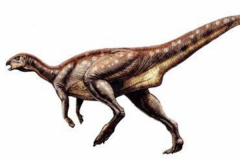 小头龙:南美小型恐龙(长4米/带有特殊碟状骨)