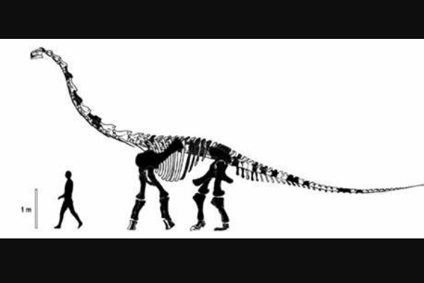 穆耶恩龙:南美大型恐龙(长8-9米/生于9300万年前)