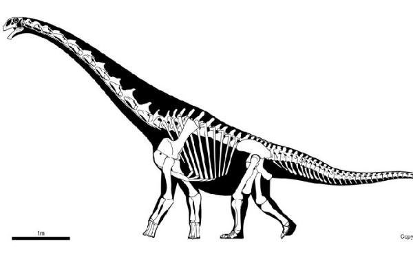 马拉圭龙:南美超巨型恐龙(长25米/能与蓝鲸相比)