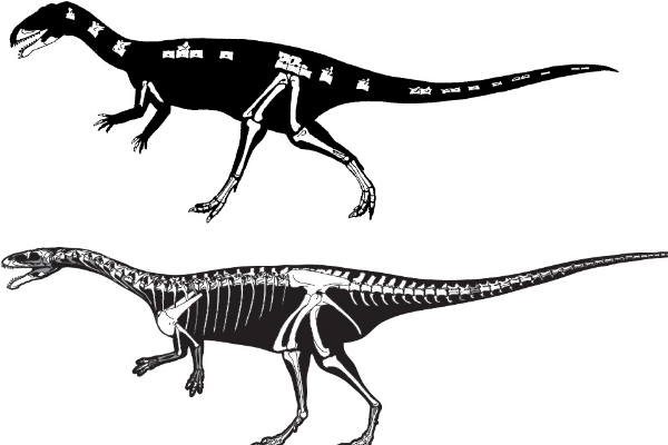 犸君颅龙:非洲大型肉食恐龙(最长11米/头顶长角)