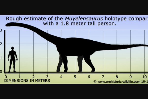 穆耶恩龙:南美大型恐龙(长8-9米/生于9300万年前)