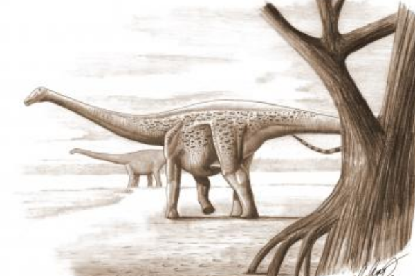 马扎尔龙:欧洲侏儒蜥脚类恐龙(长6米/生于独立岛屿)