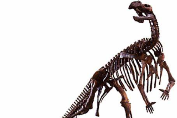 木他龙:澳洲大型恐龙(最长10米/鼻部中空能发声)