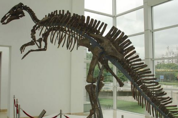 满洲龙:中国出土的首批恐龙化石(埋葬于黑龙江沿岸)